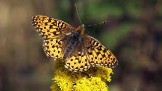 Butterfly Conservation Lab: Behind The Scenes