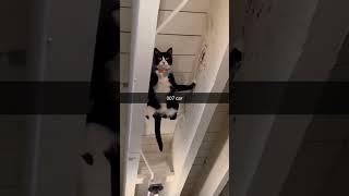 #cat #dog #pets #funny #funnyvideos #foryou #music