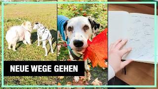 Ausraster - Anila kann auch anders | Was Neues muss her! | Gute und Schlechte Hundebegegnungen