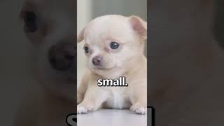 IS THIS the SMALLEST PUPPY Ever  | Wholesome Moments