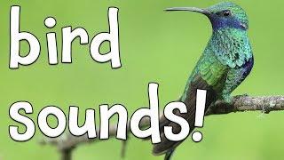 Bird Sounds!  Learning the sounds of Birds!