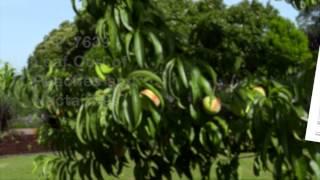 Common Fruit Tree Diseases