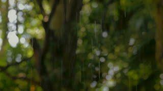 8D AUDIO: Regengeräusche zum Einschlafen - Regen und Gewitter in der Natur - 6 Stunden