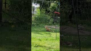 young fox. cute animals