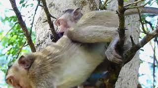 How baby monkey shy me, Lovely monkey at Angkor Wat KO Daily 19