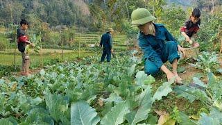 After many days of care, the orphan boy's vegetable garden was harvested and sold at the market.