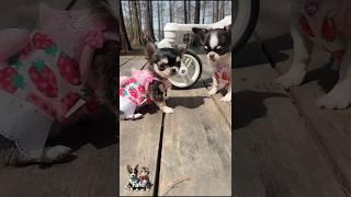#shorts #Look at these dogs coming to the park after freshening up#cute baby family dogs walking