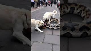 Kind dogs fight giant snake to protect the city