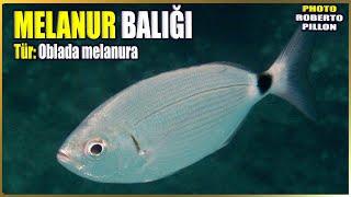 Melanur Balığı Hakkında Bilgi | Oblada melanura | Akdeniz Balıkları