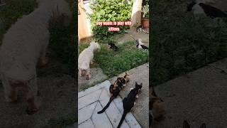Dog is a cat lover #cat #dog #shorts