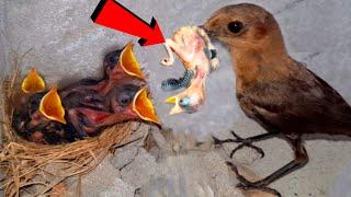 Mother Bird Steals other bird's Baby for feeding Her Hungry Chicks!