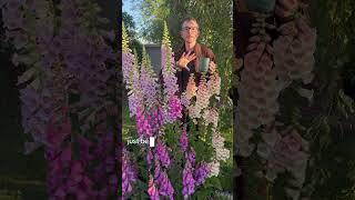 Foxglove tips for HOT climates