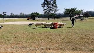 Farm Chokchai_Sheepdog show