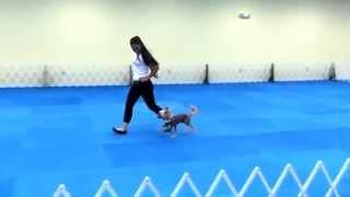 And It's A Good Day for Moving Along with Jenn Michaelis & Ringo - Canine Freestyle Routine