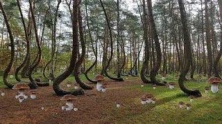 СТІЛЬКИ ГРИБІВ НЕ Було 100 РОКІВ! НЕТРОНУТІ ПЛАНТАЦІЇ БІЛИХ ГРИБІВ - Гриби 2024. Гриби 2024. Білі