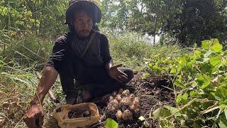 ขุดมันป่า มันเคิ้ม มันเพิ่ม  |  พรานหมึก คนตีผึ้ง