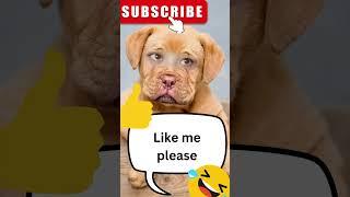 funny dog pet animal latest #shorts