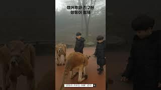 캥거루와 친구된 쌍둥이 형제
