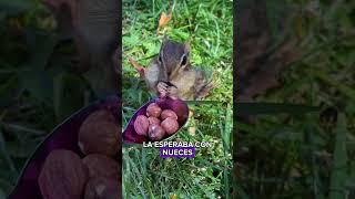 I rescued a squirrel with its neck stuck#animals  #Friendship #Us