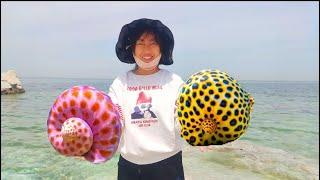 The pearl sea snails near the equator are too big and too numerous