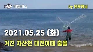 #원투형님실시간현황#거진해변자산천기수역#SBS생활의달인바다투망달인,한국최고수투망사,대전어떼출몰순간캐스팅,최경철어신달인,메탈배스바다투망낚시인,cast nets, play pesca