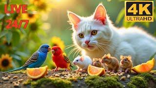  TV for cats | Video for cats to wach  Mouse TV Bird - Epic Food Battle | HDR 24/7