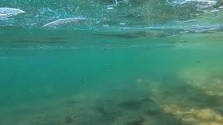 I Love Fish