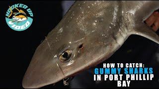 How To Catch Gummy Sharks In Port Phillip Bay