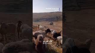 'Israeli' settlers attack shepherds south of Hebron, West Bank