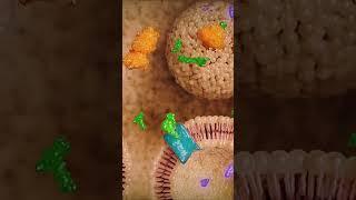 Medical Animation by Intervoke #3danatomy #medicaldevice #medicaleducation #medicalanimation