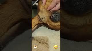 Rescue Dog mango-worms Removal 19