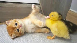 WOW Unexpected Friendship: Cat Becomes the Duck's Guardian! #funny #youtubeshorts #trending #cat