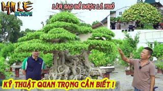 Ngai Vàng Đất Việt - Nam Lê chia sẻ kinh nghiệm mà AE thường thắc mắc bấy lâu nay | NamLe Bonsai