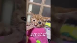 정다율TV 우리집에 아기 고양이가 왔어요