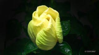 Hibiscus Flower Blooming Timelapse