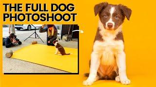 DOG PHOTOGRAPHY IN STUDIO - Dog Photoshoot in Studio & Setup Covered (How to Photograph Dogs!)