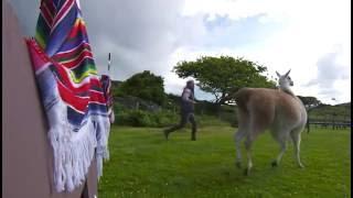 Guinnness World Records  Caspa the world's highest jumping llama  funny video