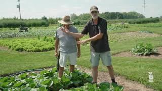 Bejo USA - Pak Choi