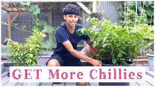 How To Increase The Growth Of Chilli Plants | Grow More Chillies