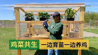 Raising chickens while raising seedlings |  鸡菜共生，一边育苗一边养鸡