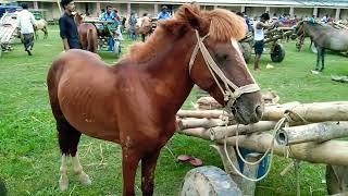 Powerful strong Tatu Horses video horse price in India | Bipul Agro BD 2022