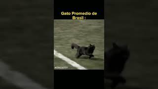 #shorts GATO PROMEDIO DE BRASIL 