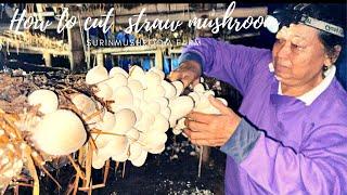 New video relax cut straw mushroom inJuly Ep.1 |At surin mushroom farm