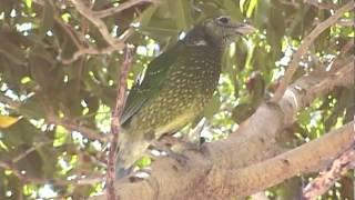 Green Catbird