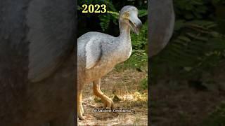 2023 Dodo Birds and 5000 Bce Dodo Birds || Ancient Creatures #shorts #shortsvideo #youtubeshorts