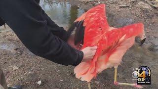 Flamingos Move Back Into Habitat At The Denver Zoo