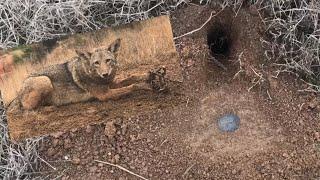 EASIEST WAY TO TRAP COYOTES!!!