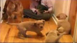 10 Puppies vs Cat (extended)