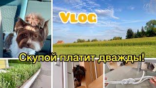 Поездка к ветеринару//Деньги на ветер//Кондиционер спасает от жары#vlog