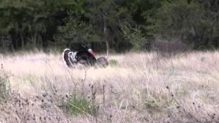 Bob's Archery Mexico Goulds Turkey Hunt with Jay Scott